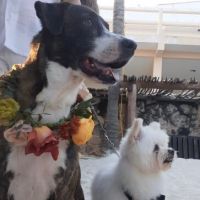 Esta ceremonia simbólica, es una de mis favoritas. Hacer que tus mascotas participen en la ceremonia es sin lugar a dudas algo hermoso e inolvidable. Nala y Ozzy estuvieron encargados de entregar