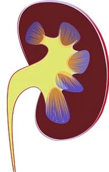 test nutrigenetica cancun Nutrición Renal Cancun