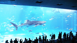 piscinas publicas descubiertas en cancun Metacrilatos y Acrílicos Para Albercas - Ventanas Subacuáticas de Plexiglas Para Piscinas - Piscinas de Metacrilato Al Mejor Precio