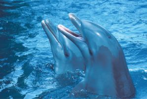 Pareja de delfines