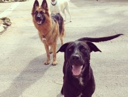 autolavado perros cancun Petopia