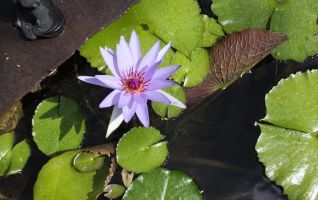 cursos jardineria cancun Vivero Espacios Verdes