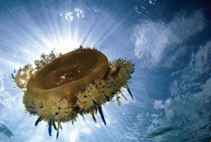 Upside-down jellyfish