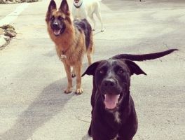 alojamientos para perros en cancun Petopia
